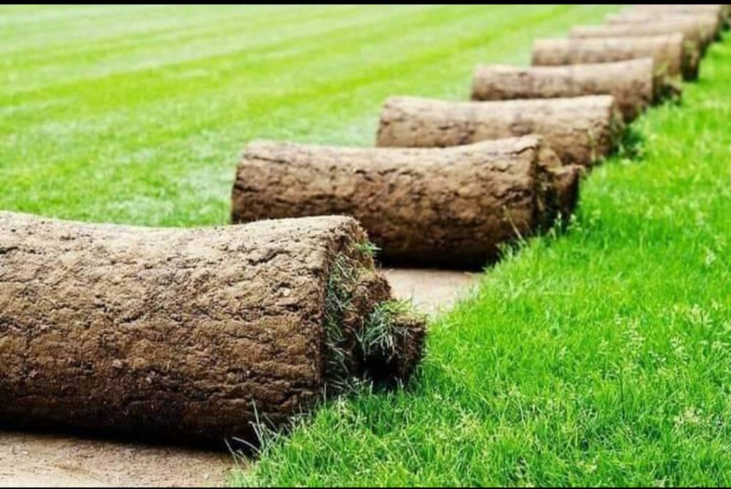 Instant Lawn Roodepoort, buy instant lawn Roodepoort, roll on lawn Roodepoort, grass suppliers Roodepoort, lawn installation Roodepoort, Kikuyu grass Roodepoort, Buffalo grass Roodepoort, garden services Roodepoort, landscaping Roodepoort, lawn prices Roodepoort, grass installation near me, best lawn Roodepoort, grass types Roodepoort, lawn care Roodepoort, lawn maintenance Roodepoort, grass delivery Roodepoort, professional lawn installation Roodepoort, instant grass rolls Roodepoort, LM grass Roodepoort, Berea grass Roodepoort, drought resistant grass Roodepoort, lawn experts Roodepoort, affordable lawn Roodepoort, quality grass Roodepoort, instant lawn cost Roodepoort, instant lawn near me, Instant Lawn For Sale Randburg, roll on lawn Randburg, grass prices Randburg, lawn installation Randburg, garden services Randburg, landscaping Randburg, Kikuyu instant lawn Randburg, Buffalo grass Randburg, lawn suppliers Randburg, grass delivery Randburg, lawn care Randburg, best grass types Randburg, lawn maintenance Randburg, grass installation Randburg, professional lawn services Randburg, instant grass prices Randburg, LM grass Randburg, Berea grass Randburg, drought resistant lawn Randburg, lawn specialists Randburg, affordable grass Randburg, quality instant lawn Randburg, lawn cost Randburg, grass near me Randburg, instant lawn companies Randburg, garden lawn Randburg