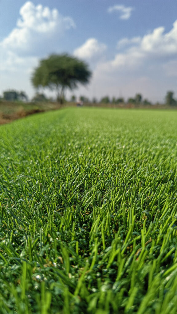 heat resistant artificial grass, artificial grass Bulawayo, artificial grass Zimbabwe, UV resistant artificial grass, UV stabilized artificial turf, artificial lawn for hot climates, artificial grass for harsh sun, synthetic grass UV protection, artificial turf temperature management, artificial grass that doesn’t fade, best artificial grass for extreme heat, artificial grass for African climates, artificial grass for dry climates, artificial lawn heat reduction, cooling infill for artificial grass, artificial grass infill options, non-fading artificial grass, durable artificial turf fibres, polyethylene artificial grass, polypropylene artificial grass, artificial grass installation in hot climates, artificial lawn drainage systems, artificial grass for backyards Zimbabwe, artificial grass for schools and playgrounds Zimbabwe, pet-friendly artificial grass hot weather, artificial grass maintenance in extreme heat, premium artificial grass South Africa, artificial grass Randburg, artificial grass Midrand, LawnKing artificial grass, UV protected synthetic grass, artificial turf lifespan in hot climates, artificial grass sun resistance